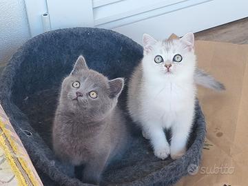 Cuccioli di SCOTTISH
