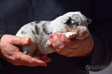 Cuccioli di pastore australiano
