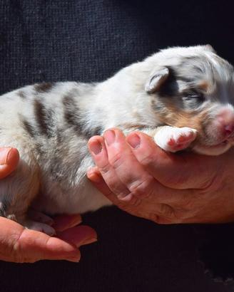 Cuccioli di pastore australiano