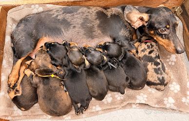 Cucciolo bassotto taglia nana