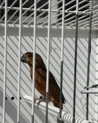 Uccelli Bicudo