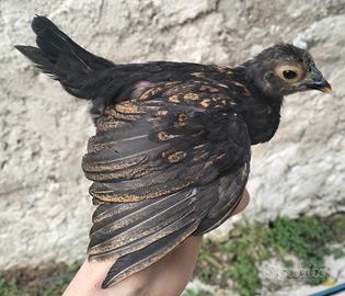 Pulcini sebright/bantam
