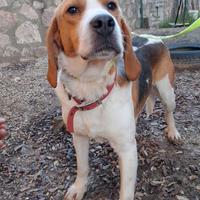 Sprint, un beagle dolcissimo in adozione