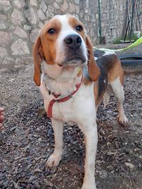 Sprint, un beagle dolcissimo in adozione