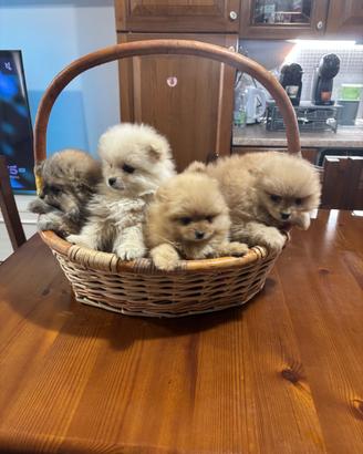 Spitz nano volpino di Pomerania
