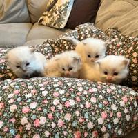 Cuccioli di Ragdoll con Pedigree