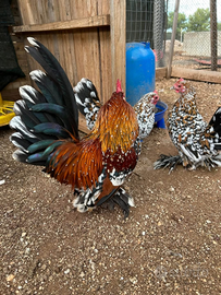 Galline Sabelpoot millefiori