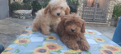 Maltipoo minitoy