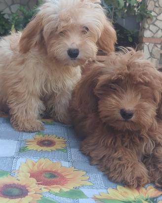 Maltipoo minitoy