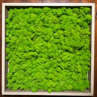 Quadro stupendo con lichene stabilizzato