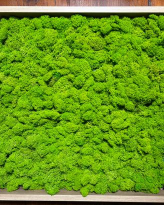 Quadro stupendo con lichene stabilizzato