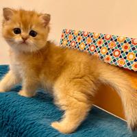 Gattini British Shorthair