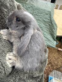 Coniglio nano ariete