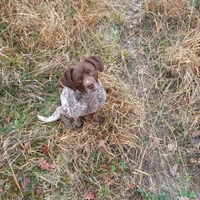 Regalasi cagnolino dolce ed affettuoso