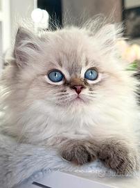 British LongHair MASCHIO