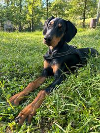 Dobermann Femmina