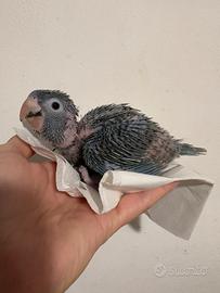 Conuro testa blu