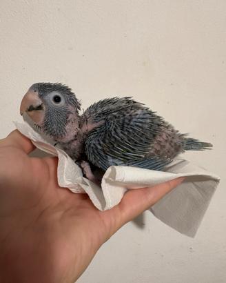 Conuro testa blu