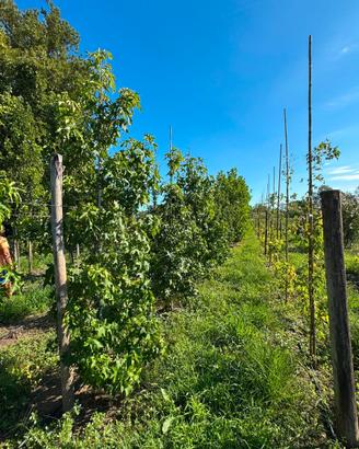 Liquidambar Slender Silhouette