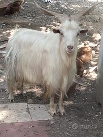 Capra maschio
