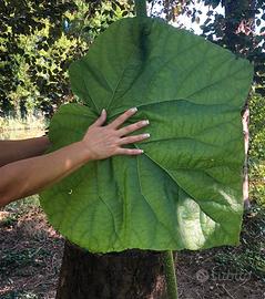 Paulownia – Albero Crescita Rapida fino a 6m anno