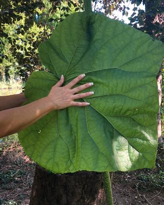 Paulownia – Albero Crescita Rapida fino a 6m anno