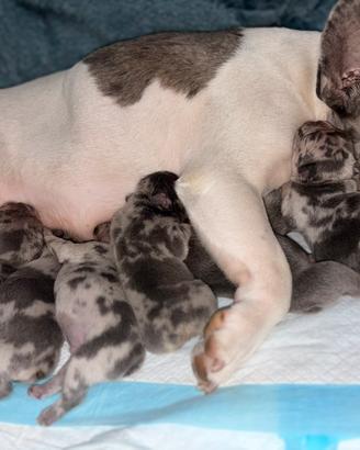 Bulldog francese