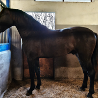 Puledro 3 anni pura razza minorchina