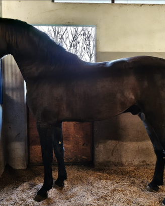 Puledro 3 anni pura razza minorchina