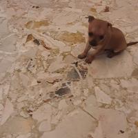 Cucciolo di Pinscher toy