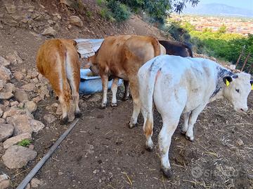 Vitelli