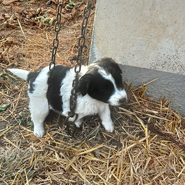 Cucciolo di border collie mashio