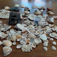 Tante conchiglie e baule per acquario 