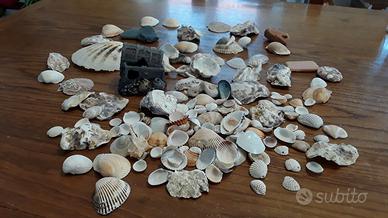 Tante conchiglie e baule per acquario 
