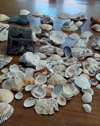 Tante conchiglie e baule per acquario 