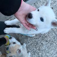 Cuccioli di huskita