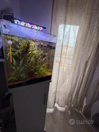 Acquario