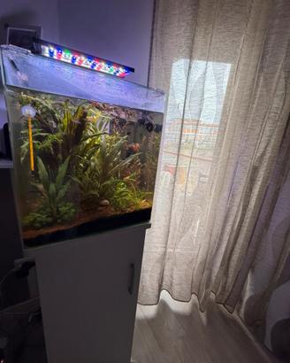 Acquario