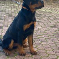 Cucciola rottweiler