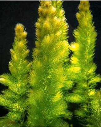 Ceratophyllum Demersum