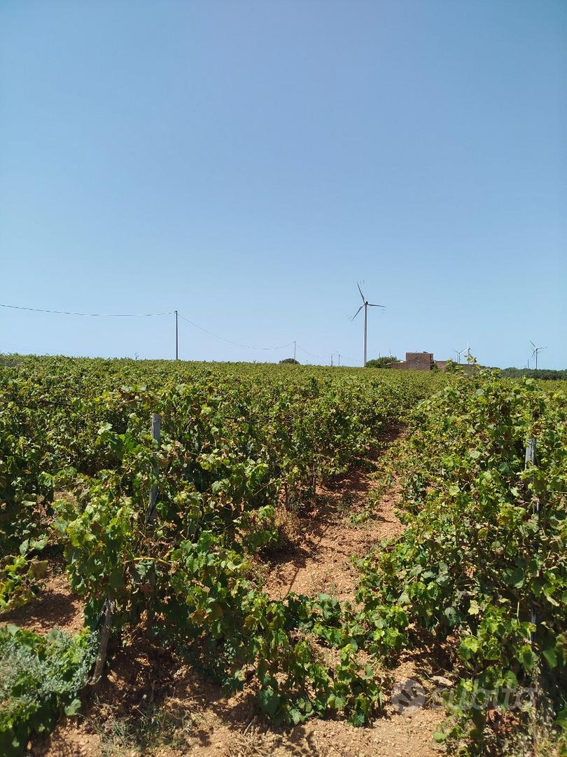 Terreno agricolo - Vista 2