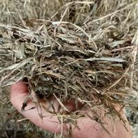 Fieno agostano in ballette capre Savigliano