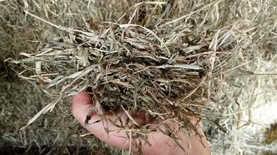 Fieno agostano in ballette capre Savigliano