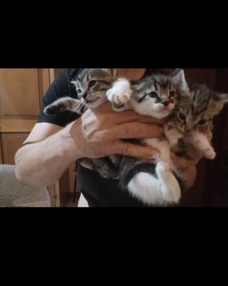 3 gattini