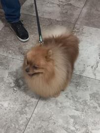 Spitz tedesco