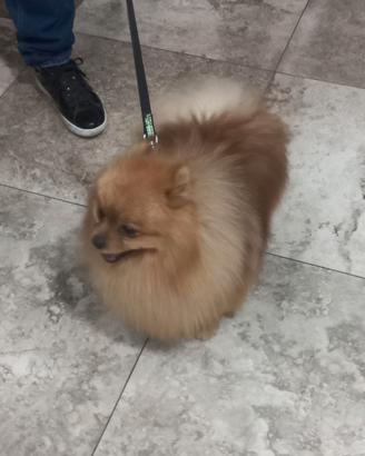 Spitz tedesco