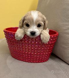 Cuccioli di Maltipoo