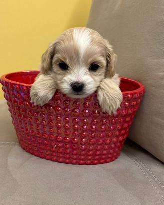 Cuccioli di Maltipoo