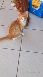 Gattini