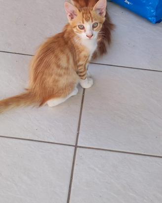 Gattini